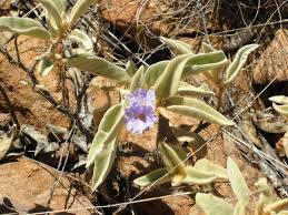 Image result for Solanum litoraneum
