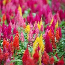 Image result for Celosia