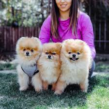 Find pomeranian puppies and breeders in your area and helpful pomeranian information. Cute Pomeranian Pictures Popsugar Pets