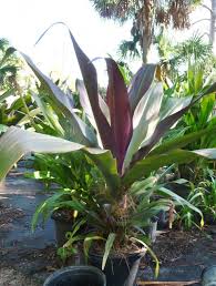 Crinum pedunculatum, commonly known as the southern swamp lily or river lily. Crinum Angustum