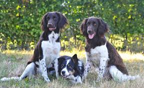 Image result for Malý münsterlandský ohař