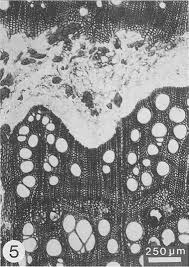 Image result for Hippocratea apocynoides