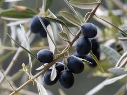 If you want a fig tree that fruits, steer clear of the decorative fiddleleaf—which won't even consider it. 12 Fruit Trees You Can Grow Indoors House Plant Hobbyist
