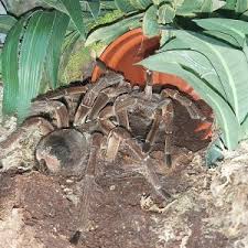 Image result for Centema subfusca