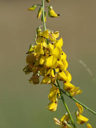 Image result for Crotalaria trichotoma