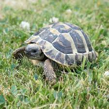 Turtle Is A Magical Animal Page 40 Of 63 Sciliy Hermann Tortoise Baby Tortoise Tortoises