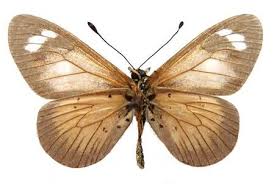 Image result for Chamaecrista zambesica