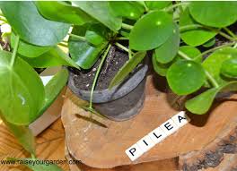For ages pilea peperomioides was a plant that folks grew at home, visitors admired, and friends and families shared, but this plant was never, ever seen in nurseries or garden centres. Pilea Pepermomiodides Chinese Money Plant