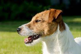 Jack Russell Temperament Lifespan Grooming Training Petplan