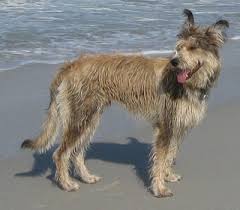 It is enough to comb the dog's hair once a month. Berger Picard Dog Breed Information And Pictures