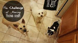 Dog Mom Problems The Challenge Of Having Three Dogs Dog Mom Days