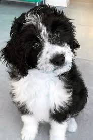 Black And White Fluffy Dog Breeds Awesome Dog Breed Mixes Dog Breeds Cute White Dogs Doodle Dog Breeds