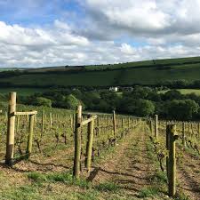 The start of the camel trail from wadebridge to bodmin, take a peaceful ride up to camel valley vineyard, stop at the camel trail tea garden and enjoy a. Camel Valley Vineyard Wine Pizza Evening Butterwell Farm Fishery Bodmin Cornwall