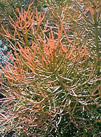 Image result for Euphorbia fortissima