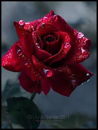 Gorgeous Rose Pictures Beautiful Roses Rose Pictures Beautiful Flowers