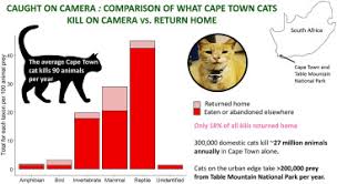 Bird Safe Cat Collar Australia Caught On Camera The Impacts Of Urban Domestic Cats On Wild Prey In An African City And Neighbouring Protected Areas Sciencedirect