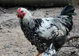 Check spelling or type a new query. Is My Chicken A Rooster One Hundred Dollars A Month