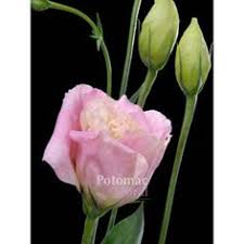 Opening hours for florists' supplies in albany, ny. 10 Matsumoto Flower Ideas Matsumoto Flowers Aster Flower