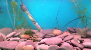Zebra Danio Breeding Laying Eggs Youtube