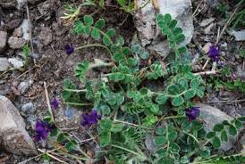 Image result for Triainolepis sancta