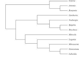 Image result for Orthopichonia schweinfurthii