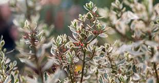 Image result for Aeollanthus repens