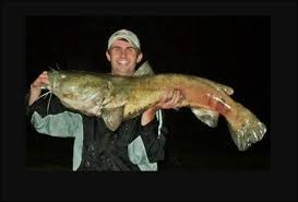 The flathead catfish is very distinctive in appearance and not easily confused with any other species. Flathead Catfish Mexico Fish Birds Crabs Marine Life Shells And Terrestrial Life