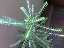 Image result for Phyllanthus polyspermus