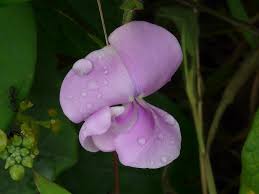 Image result for Vigna vexillata