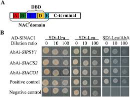 Yeast One Hybrid Assay Between Slnac1 And Slpsy1 Slacs2 And Slaco1 Download Scientific Diagram