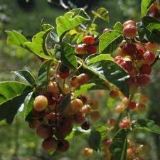 Image result for Searsia dentata