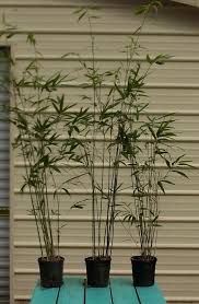 Black Bamboo Plants For Sale Gauteng Lady Finger Bambusa Clumping Bamboo Plant Dainty Bamboo 1 Gallon Size B Bamboo Plants Plants Bamboo Seeds