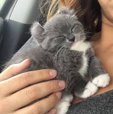 Literally Would Die If I Saw This Cat In Real Life Right Now I M Crying Of How Cute It Is Sevimli Kedi Yavrulari Sevimli Kediler Sevimli Kopek Yavrulari