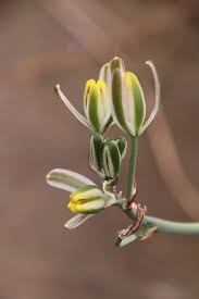 Image result for Albuca setosa