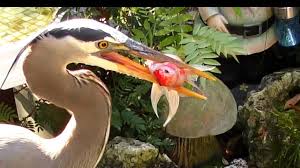 Check spelling or type a new query. 7 Ways To Heron Proof A Pond Easy And Effective Methods Pond Wiki