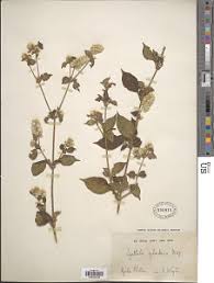 Image result for Cyathula cylindrica