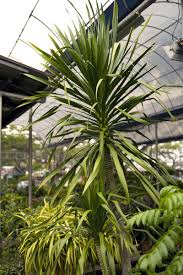 Die fädige palmlilie ist wintergrün und deshalb auch in der kalten jahreszeit im garten präsent. Yucca Palme Pflanzen Pflegen Und Vermehren Freudengarten