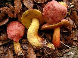 Image result for Boletus speciosus