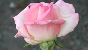 The rose is shipped packaged in dormant state. Roses At Portland Nursery