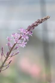 Image result for Cyrtanthus welwitschii