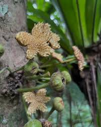 Image result for Ceropegia crassifolia