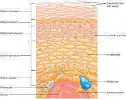 Layers Of The Skin Anatomy And Physiology