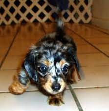 Miniature Dachshund Puppies Orange Grove Tx Pennysaverusa Dachshund Puppy Miniature Dapple Dachshund Dachshund Puppies