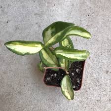 I found this beauty at a local grocery store, so i'll be placing it into some new soil and repotting it into. Hoya Indoor House Plant Hoya Krimson Princess Zensability