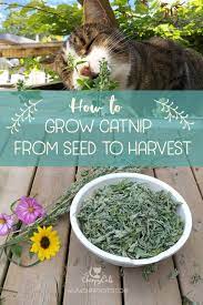 How To Grow Catnip And Impress Your Kitties Growing Catnip Catnip Catnip Plant