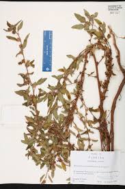 Image result for Malvastrum coromandelianum