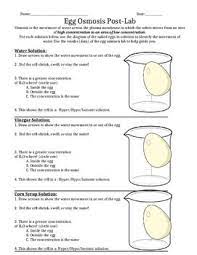 After 24 to 48 hours, gently rinse eggs in. Egg Osmosis Lab Report Osmosis Lab Report Biology Experiments