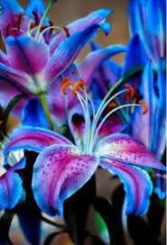 The japanese name is oniyuri which is called the orgre lilly. Blue Purple Tiger Lily Novocom Top