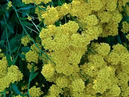 Image result for Aurinia