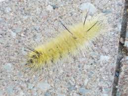 When you poke at it it curls up into a little ball. Lots Of Reports Of American Dagger Moth Caterpillars North Bay News
